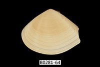 藏品(花蛤)的圖片